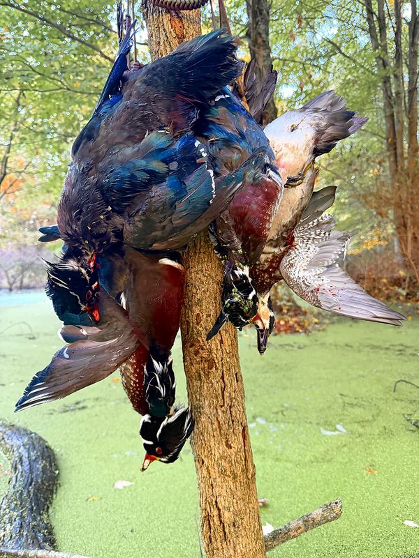 A pair of harvested wood ducks hanging from a tree trunk above a pond covered in green duckweed